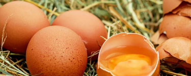 Le galline non fanno uova? Ecco quali possono essere i motivi